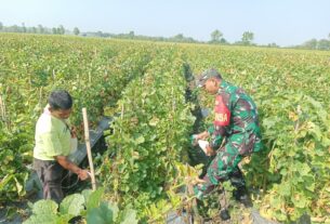 Babinsa Terus Dampingi Petani, Agar Kebutuhan Buah Melon Di Kecamatan Miri Terpenuhi