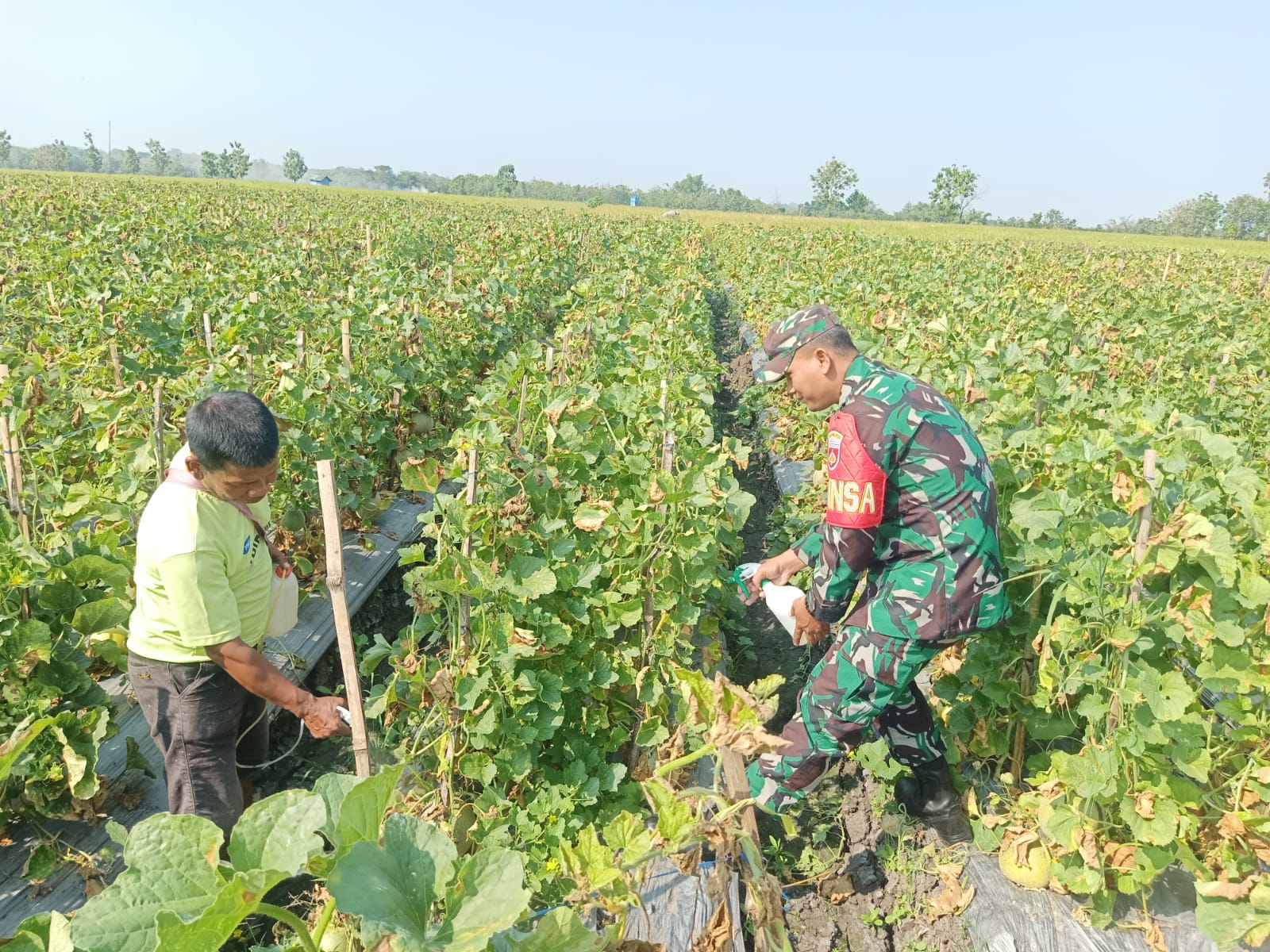 Babinsa Terus Dampingi Petani, Agar Kebutuhan Buah Melon Di Kecamatan Miri Terpenuhi