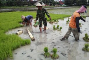Terjun Ke Sawah, Babinsa Kelurahan Banjarsari Berikan Motivasi Dan Pendampingan Penanaman Padi