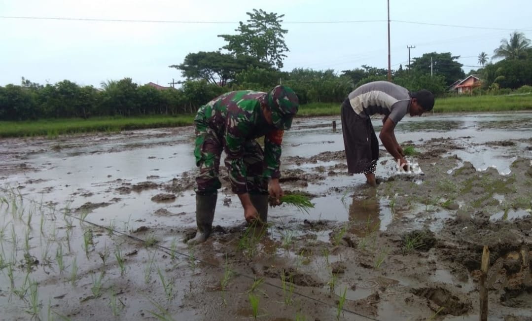 Dengan Sepenuh Hati, Serda Bahari Saragih Ikhlas Membantu Petani Tanam Padi Sistim Tandur