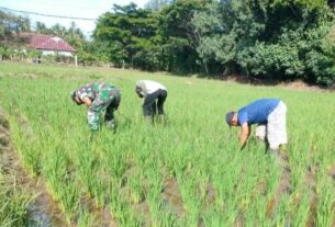 Bersama Babinsa Koramil 04/Meureubo, Petani Bersihkan Rumput Pada Tanaman Padi