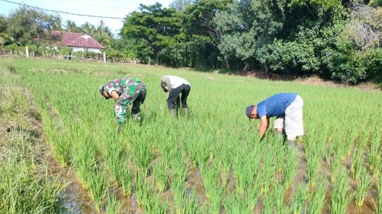 Bersama Babinsa Koramil 04/Meureubo, Petani Bersihkan Rumput Pada Tanaman Padi