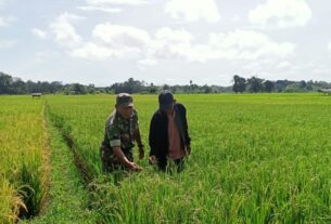 Babinsa Posramil 05/PC Turun Langsung Ke Sawah Dampingi Petani Cek Pertumbuhan Tanaman Padi