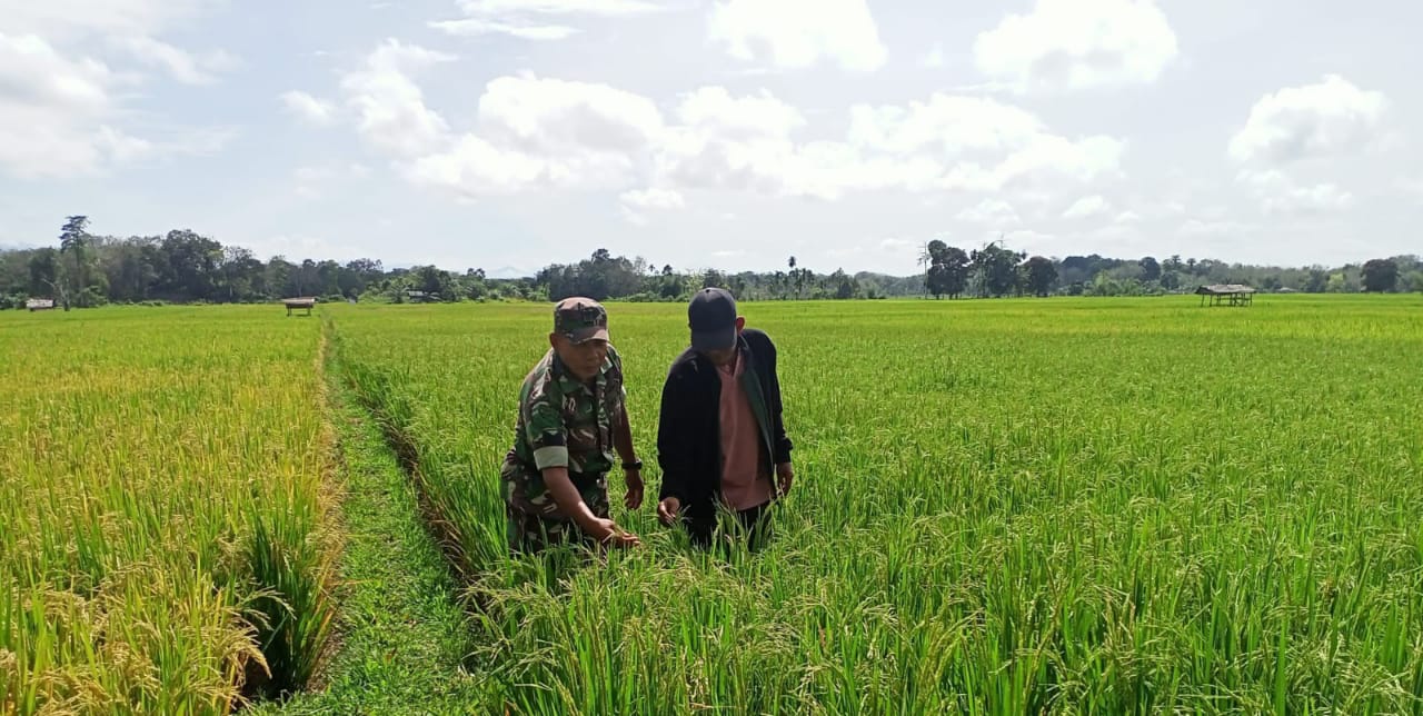 Babinsa Posramil 05/PC Turun Langsung Ke Sawah Dampingi Petani Cek Pertumbuhan Tanaman Padi