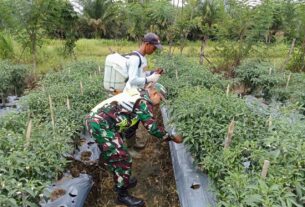 Babinsa Posramil 05/PC Dampingi Petani Merawat Tanaman Cabai Merah Di Wilayah Binaan