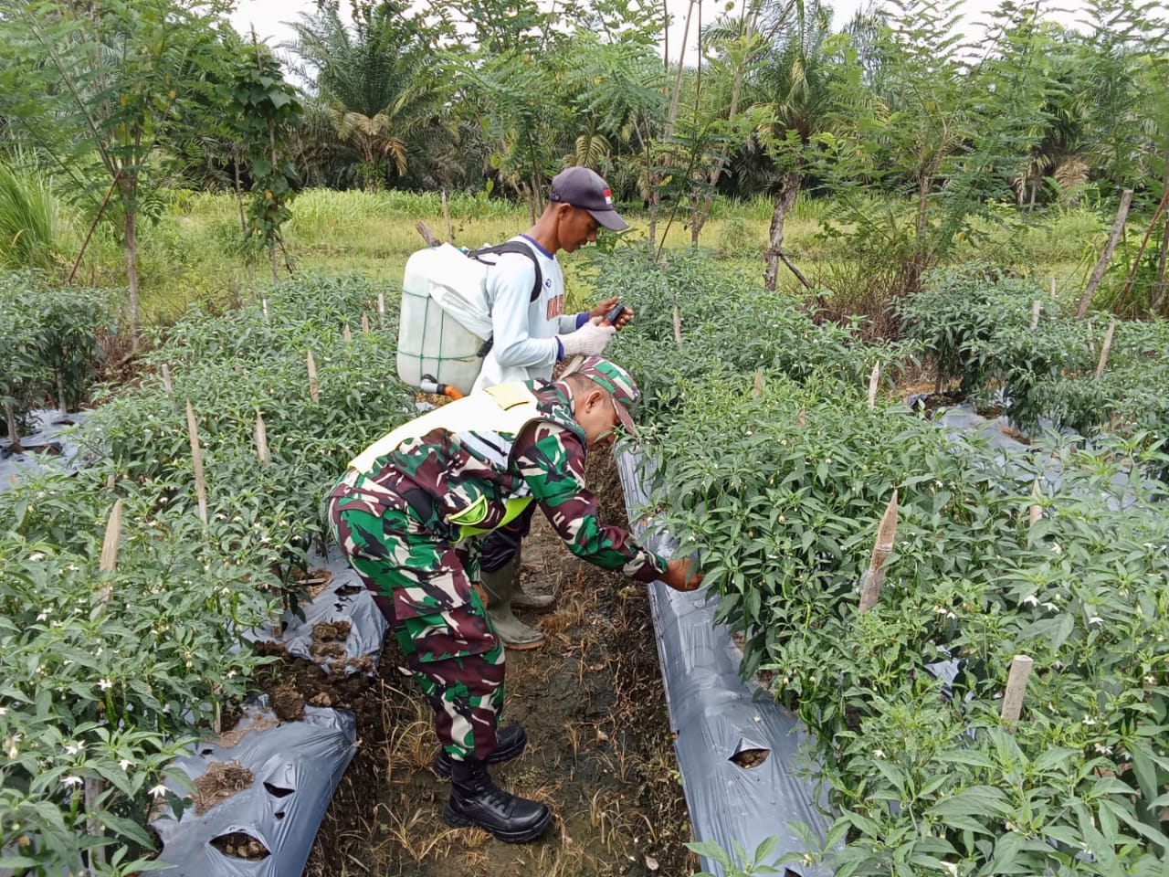 Babinsa Posramil 05/PC Dampingi Petani Merawat Tanaman Cabai Merah Di Wilayah Binaan