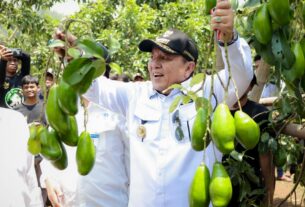 Gubernur Arinal Panen Alpukat Siger di Lamtim, Hasil Program Rehabilitasi Hutan dan Lahan yang Didukung Penuh oleh Pemprov Lampung