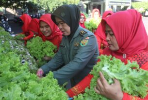 Manfaatkan Lahan Sempit, Persit Kodim 0410/KBL Panen Sayur Hidroponik