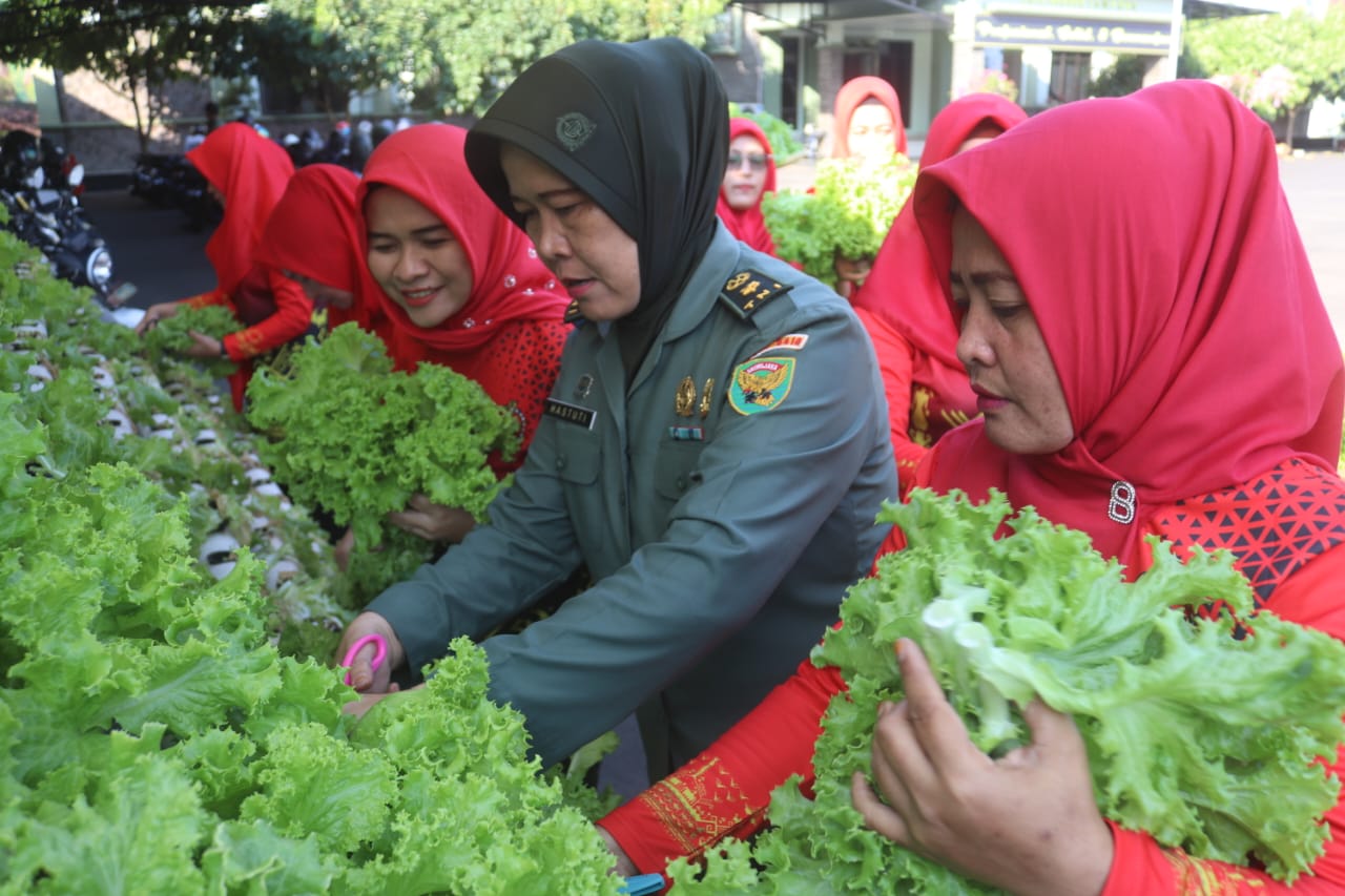 Manfaatkan Lahan Sempit, Persit Kodim 0410/KBL Panen Sayur Hidroponik