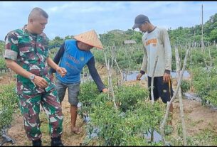 Danramil 04/Meureubo, mengurangi tekanan Inflasi melalui tanaman Cabai Merah