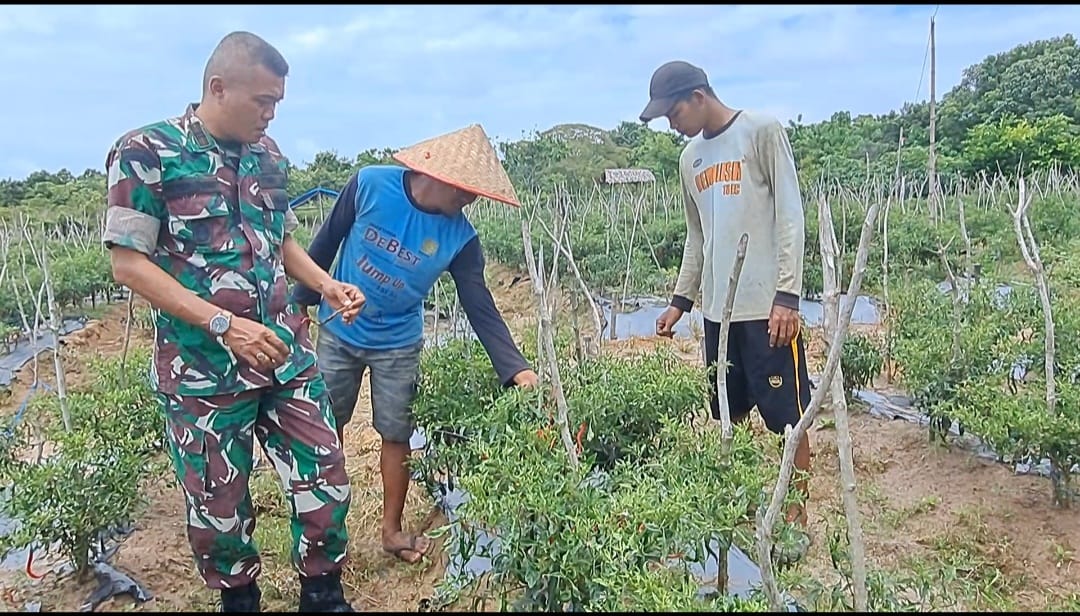 Danramil 04/Meureubo, mengurangi tekanan Inflasi melalui tanaman Cabai Merah