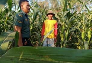 Panen Jagung, Petani Ngobrol dengan Babinsa Berharap Harga Tidak Anjlok