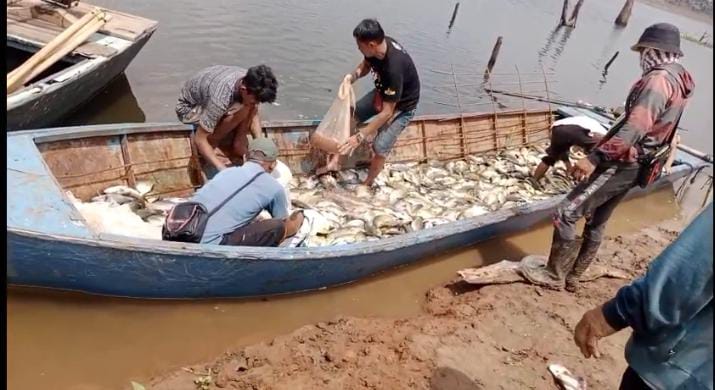 Puluhan Ton Ikan di Kramba Apung Wayrarem mati