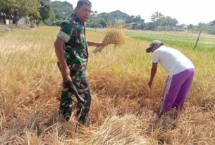 Tingkatkan Ketahanan Pangan Wilayah, Babinsa Karangasem Dampingi Petani Panen Raya Padi