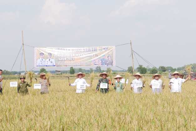 Wabup Ali Rahman Hadiri Panen Padi Sawah Benih Padi Inbrida Kampung Bumi Agung