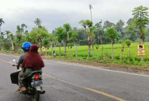 Pemasangan Banner Caleg di Pohon Sepanjang Jalan Lintas Barat Kian Marak