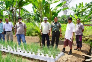 Dukungan PT. Socfindo Membantu Keberhasilan Food Estate Korem 012/TU dalam Mewujudkan Ketahanan Pangan Nasional