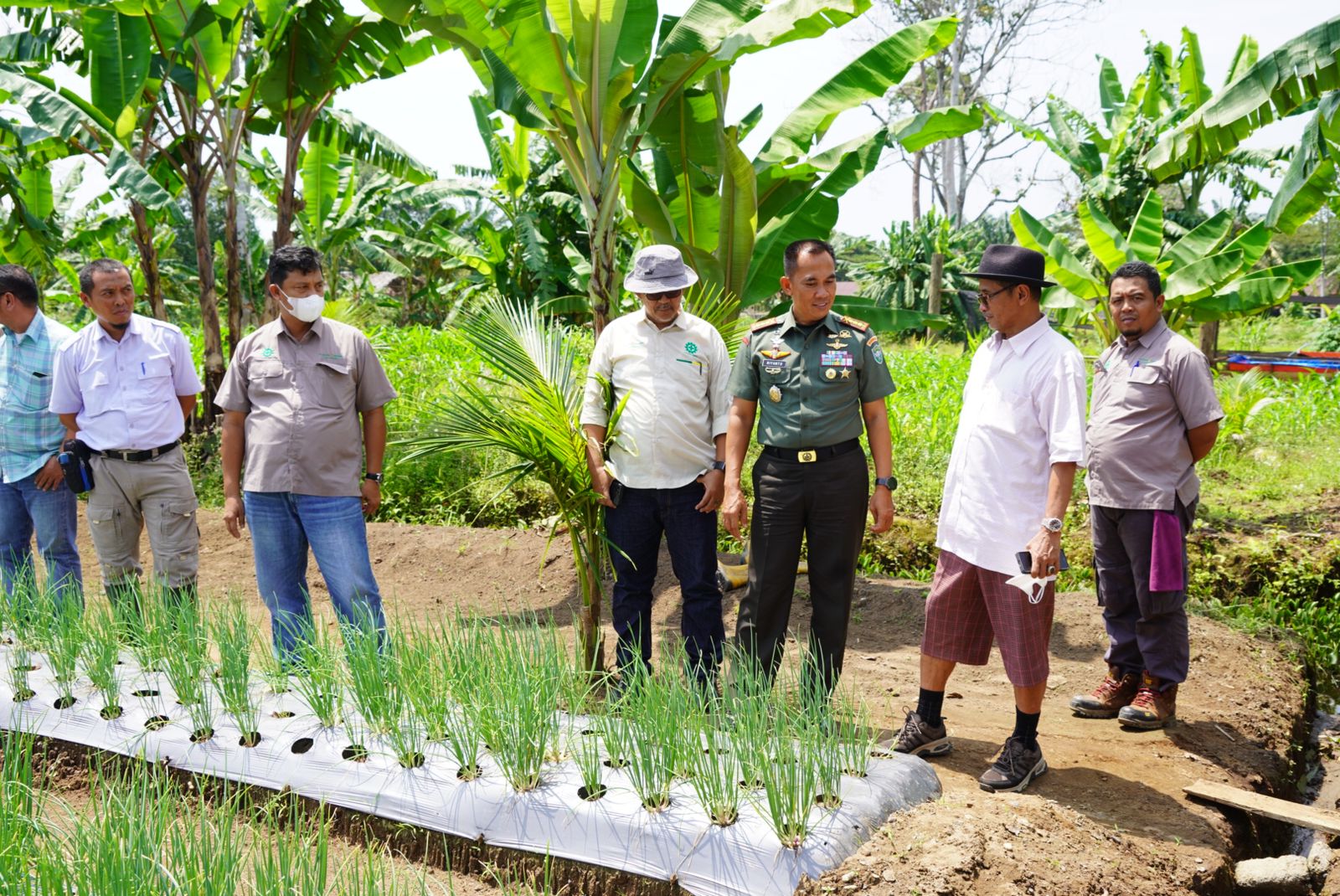 Dukungan PT. Socfindo Membantu Keberhasilan Food Estate Korem 012/TU dalam Mewujudkan Ketahanan Pangan Nasional