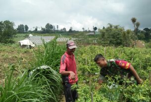 Motivasi Petani Binaan, Babinsa Selo Bantu Panen Cabe