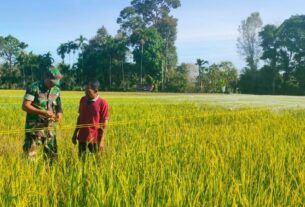 Pastikan Tanaman Padi Tumbuh Subur, Babinsa Koramil 04/Meureubo Bersama Petani Langsung Terjun Ke Tengah Sawah