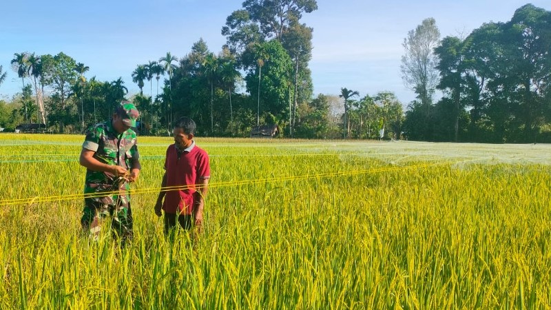 Pastikan Tanaman Padi Tumbuh Subur, Babinsa Koramil 04/Meureubo Bersama Petani Langsung Terjun Ke Tengah Sawah