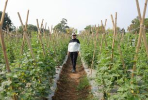 Riana Sari Arinal Panen Buah dan Sayur di Kebun PKK Agropark Sabah Balau