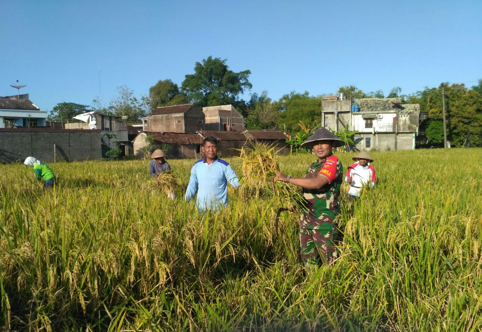 Tingkatkan Hasil Panen, Babinsa Bersama Petugas Penyuluhan Pertanian Lapangan Lakukan Giat Pengubinan