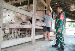 Ada Apa Babinsa Baluwarti Menyambangi Pawang Kerbau di Keraton Solo, Ternyata Ini Alasannya