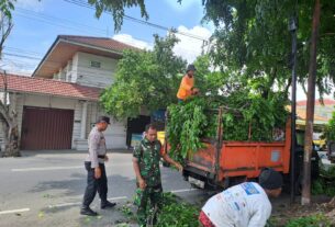 Antisipasi Pohon Tumbang, Babinsa Jagalan Bersama Dinas Kebersihan Kelurahan Laksanakan Penebangan Pohon
