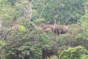 Sejumlah rombongan gajah melintas perkebunan warga di ulok mukti
