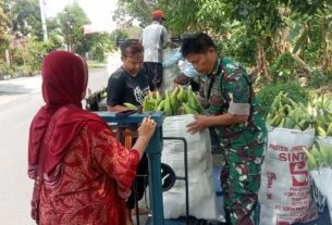 Tingkatkan Ketahanan Pangan Wilayah, Babinsa Karangasem Dampingi Petani Panen Jagung