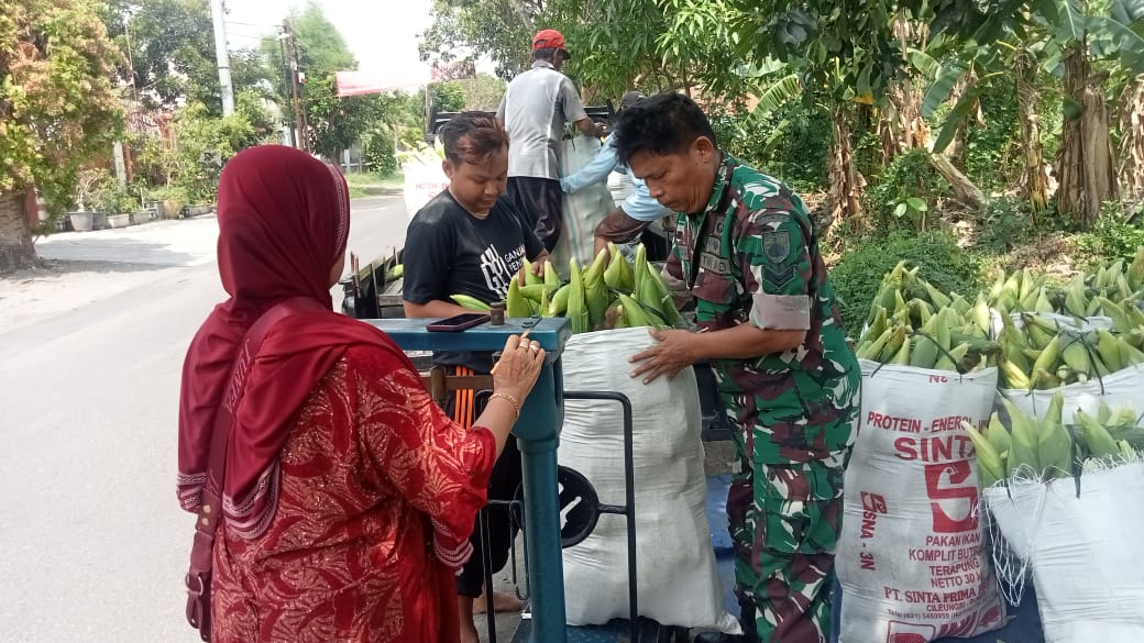 Tingkatkan Ketahanan Pangan Wilayah, Babinsa Karangasem Dampingi Petani Panen Jagung