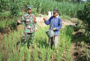 Babinsa Klego Dampingi Petani Lakukan Pemupukan