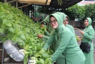 Dampingi Persit, Dandim 0410/KBL Ikut Panen Sayuran Pakcoy Hasil Media Tanam Hidroponik