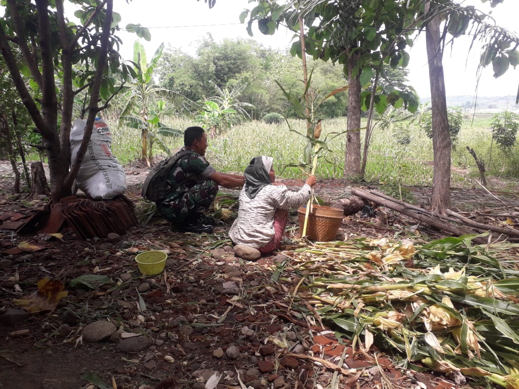 Dukung Swasembada Pangan, Babinsa Koramil Kemusu Bantu Petani Proses Panen Jagung