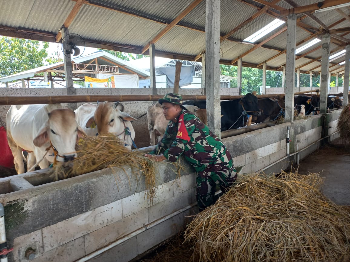 Peternak Sapi Jadi Sasaran Komsosnya Babinsa Andong