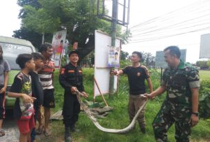 Aksi Heroik Babinsa Koramil 410-01/Panjang, Amankan Ular Sanca di Dalam Mobil Angkot