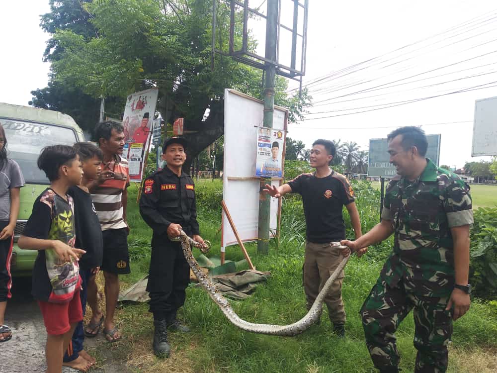 Aksi Heroik Babinsa Koramil 410-01/Panjang, Amankan Ular Sanca di Dalam Mobil Angkot