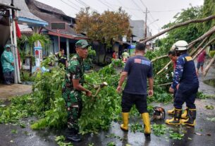 Sigap..!! Babinsa Nusukan Bersama Damkar Evakuasi Pohon Tumbang Akibat Hujan Deras Disertai Angin Kencang