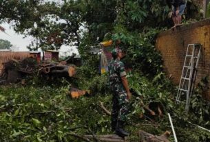 Gerak cepat, Babinsa Bantu Evakuasi Pohon Tumbang