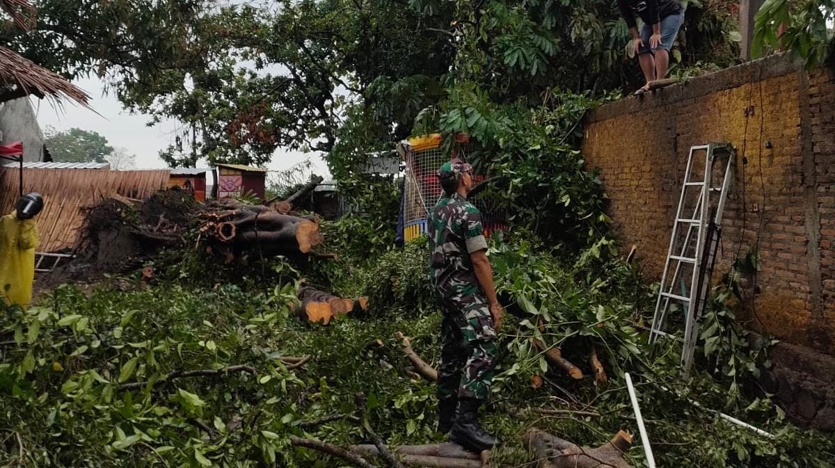 Gerak cepat, Babinsa Bantu Evakuasi Pohon Tumbang