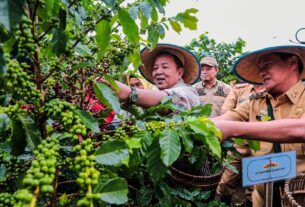 Gubernur Arinal Panen Kopi Arabika Sistem Pagar dan Temu Lapang bersama Petani Kopi di Sekincau, Lampung Barat