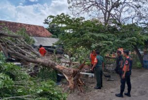 Timpah Bangunan Warga, Babinsa Koramil Panjang Bantu BPBD Evakuasi Pohon Tumbang