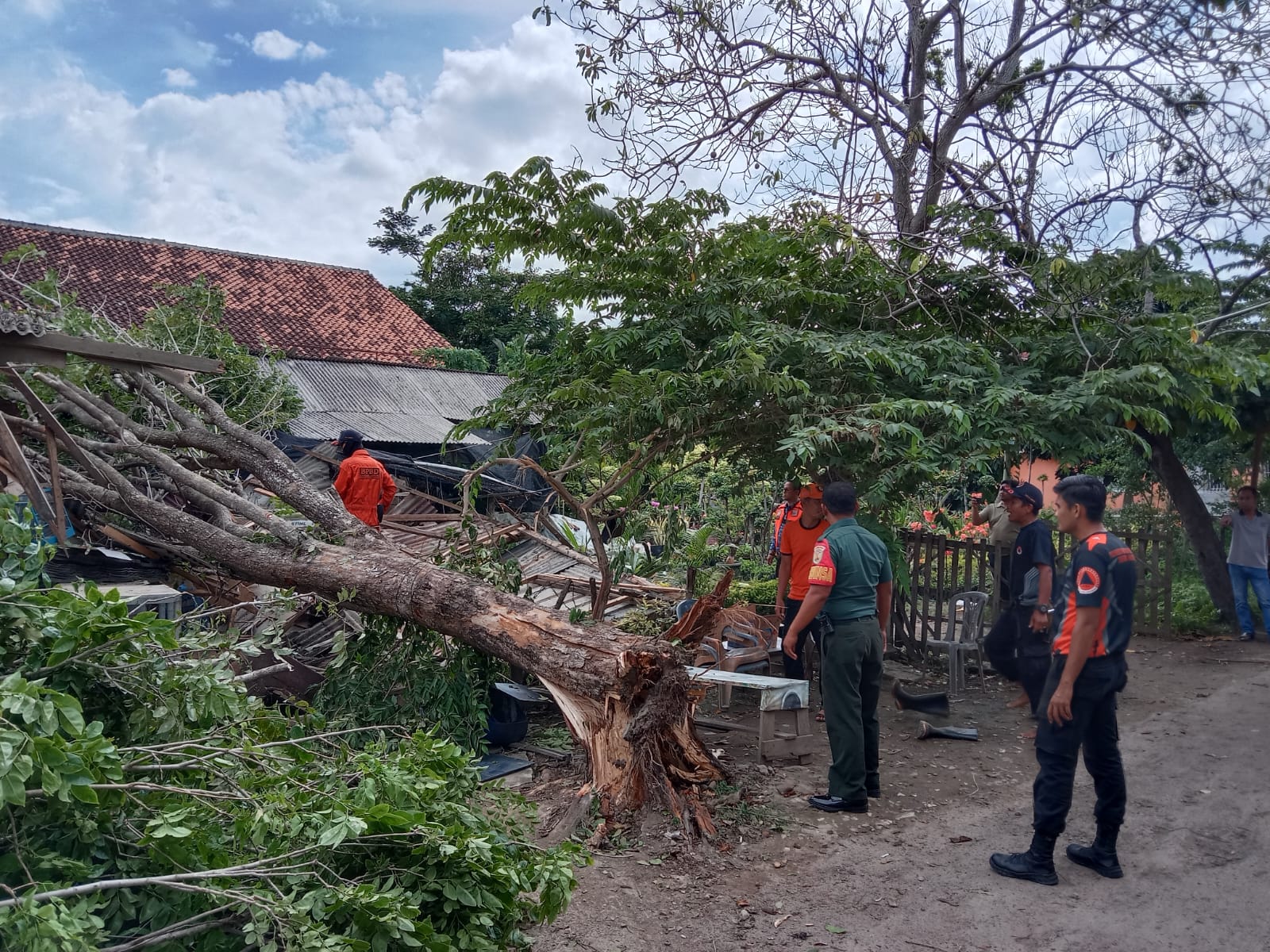 Timpah Bangunan Warga, Babinsa Koramil Panjang Bantu BPBD Evakuasi Pohon Tumbang