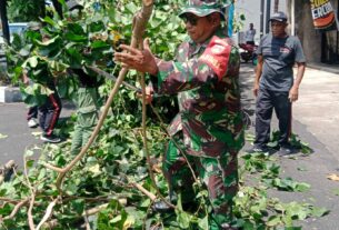 Waspadai Cuaca Hujan Dan Angin Kencang, Babinsa Penumping Bersama DLH Dan Masyarakat Gotong Royong Tebang Pohon