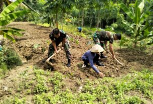 Wujudkan Ketahanan Pangan, Koramil Kemusu Manfaatkan Lahan Kosong