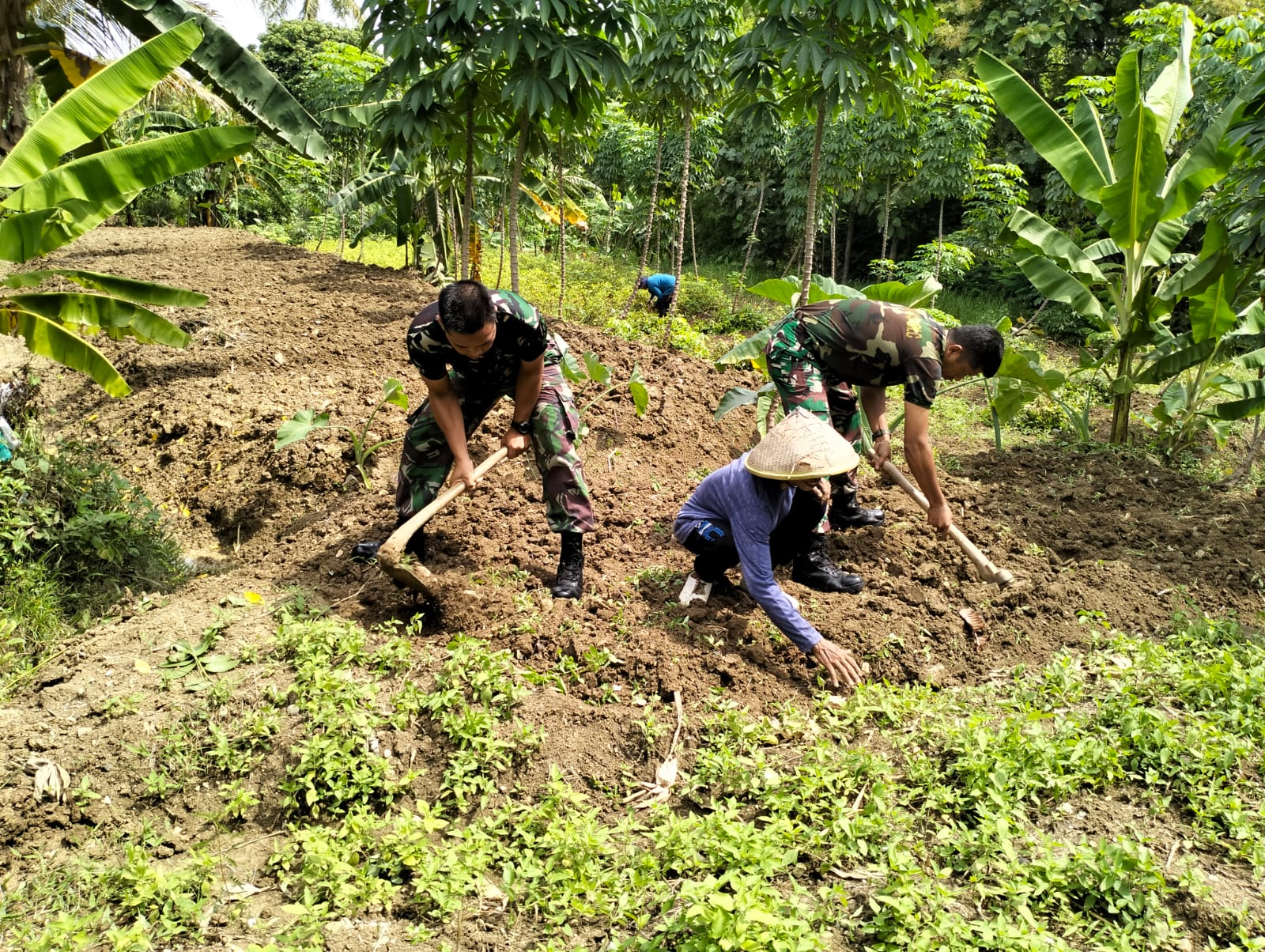 Wujudkan Ketahanan Pangan, Koramil Kemusu Manfaatkan Lahan Kosong