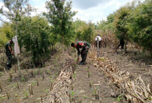 Babinsa Juwangi Dampingi Petani Tingkatkan Swasembada Pangan