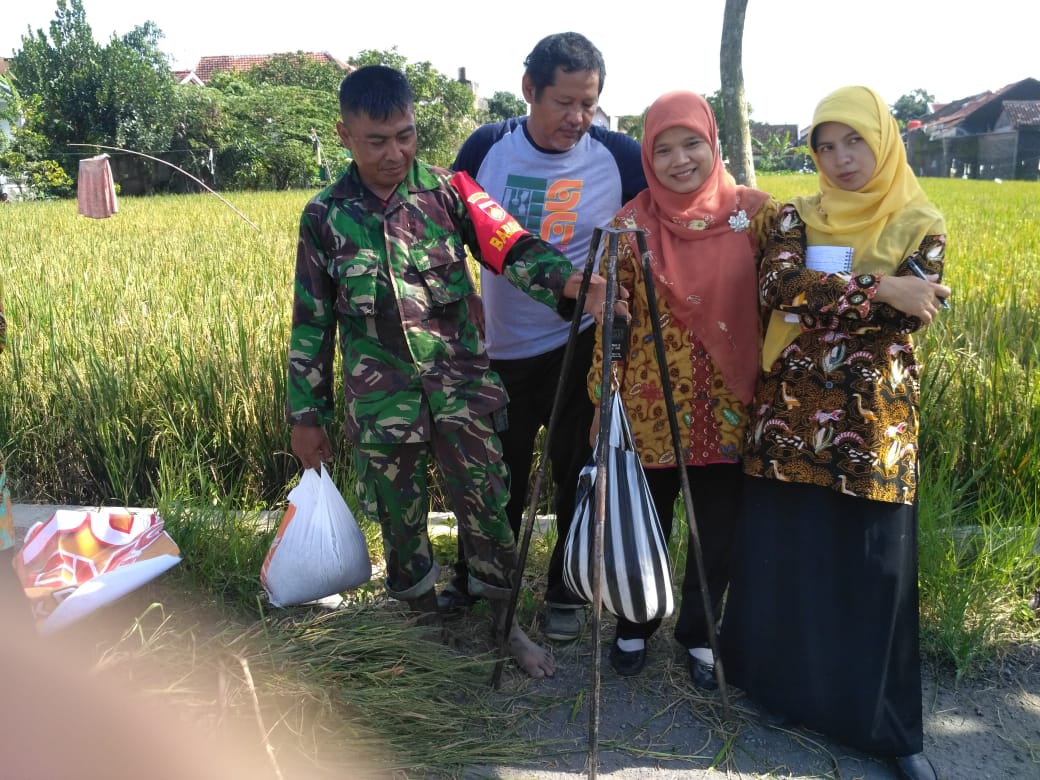 Guna Mengetahui Hasil Panen Padi, Babinsa Bersama Petugas PPL Dan Poktan Laksanakan Pengubinan