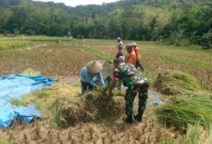 Bentuk Dukungan Babinsa Tingkatkan Ketahanan Pangan Wilayah